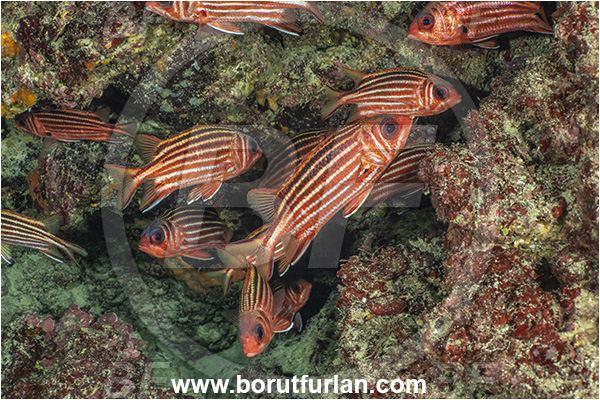Kas, Turkey, Mediterranean sea, Sargocentron rubrum, Sargocentron, Holocentridae, Red squirrelfish, Squirrelfish, Whitetail Squirrelfish, Redcoat, Fish