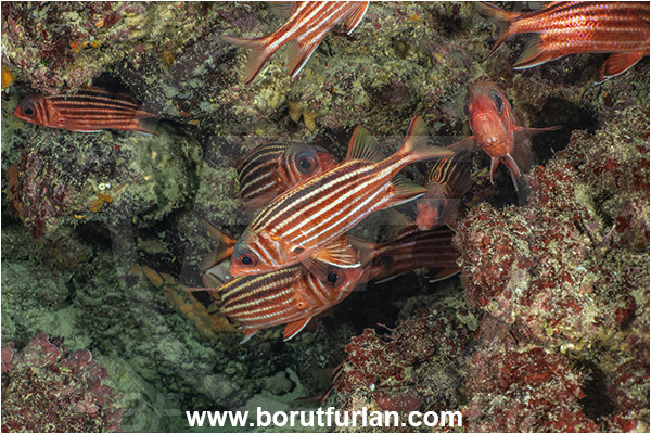 Kas, Turkey, Mediterranean sea, Sargocentron rubrum, Sargocentron, Holocentridae, Red squirrelfish, Squirrelfish, Whitetail Squirrelfish, Redcoat, Fish