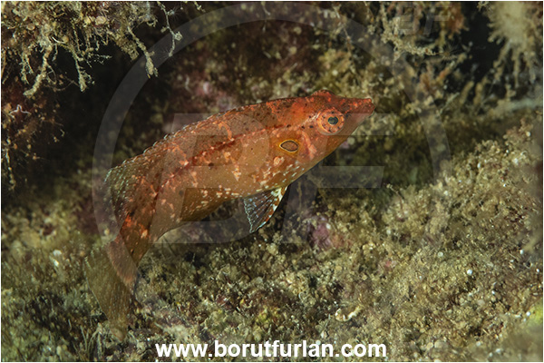 Kas, Turkey, Mediterranean sea, Pteragogus pelycus, Pteragogus, Labridae, Sideburn wrasse, Wrasse, Fish