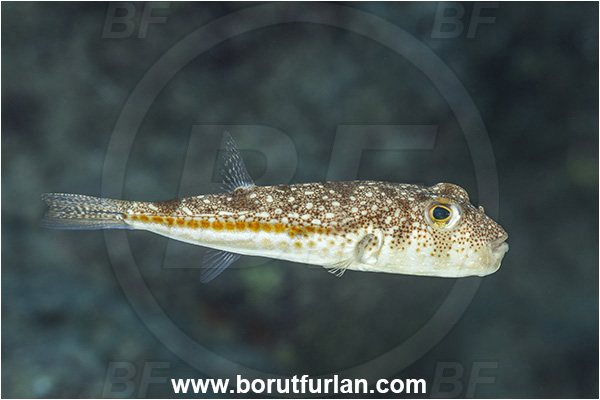 Kas, Turkey, Mediterranean sea, Torquigener flavimaculosus, Torquigener, Tetraodontidae, Yellowspotted puffer, Puffer fish, Fish