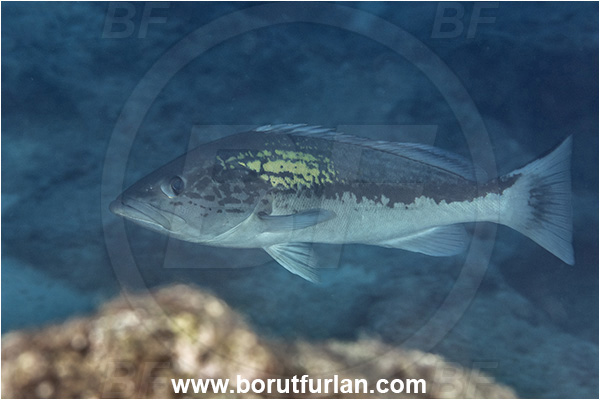 Kas, Turkey, Mediterranean sea, Epinephelus costae, Epinephelus, Serranidae, Goldblotch grouper, Golden grouper, Grouper, Fish, Male