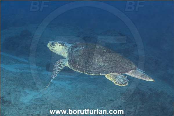 Kas, Turkey, Mediterranean sea, Caretta caretta, Caretta, Reptilia, Reptilian, Loggerhead sea turtle, Turtle