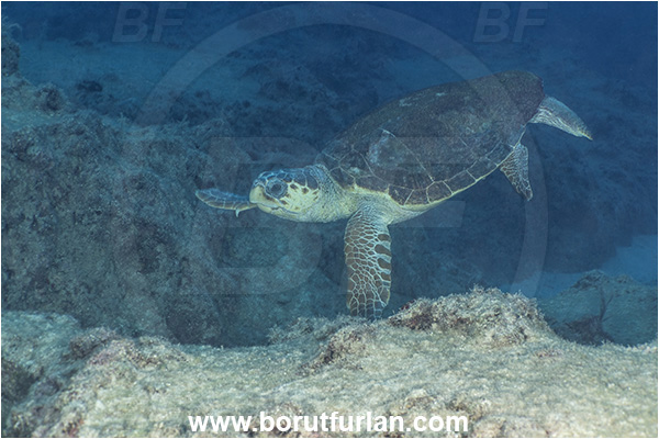 Kas, Turkey, Mediterranean sea, Caretta caretta, Caretta, Reptilia, Reptilian, Loggerhead sea turtle, Turtle