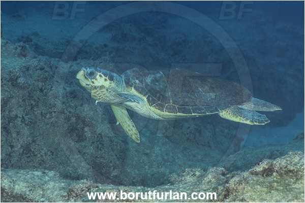 Kas, Turkey, Mediterranean sea, Caretta caretta, Caretta, Reptilia, Reptilian, Loggerhead sea turtle, Turtle