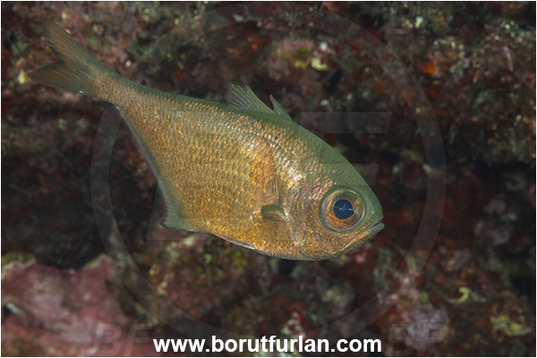 Kas, Turkey, Mediterranean sea, Pempheris vanicolensis, Pempheris, Pempheridae, Greenback bullseye, Vanikoro sweeper, Sweeper, Fish