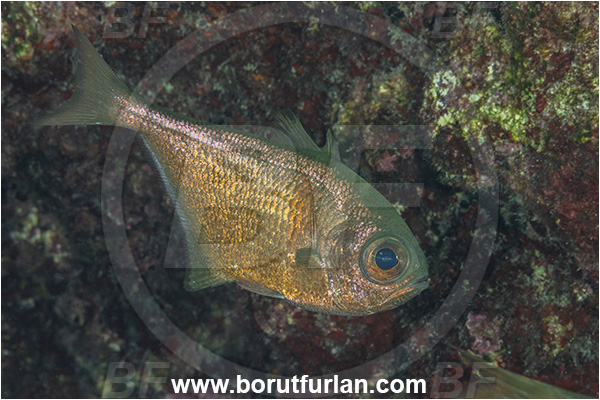 Kas, Turkey, Mediterranean sea, Pempheris vanicolensis, Pempheris, Pempheridae, Greenback bullseye, Vanikoro sweeper, Sweeper, Fish
