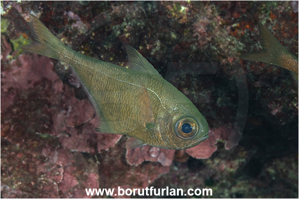 Kas, Turkey, Mediterranean sea, Pempheris vanicolensis, Pempheris, Pempheridae, Greenback bullseye, Vanikoro sweeper, Sweeper, Fish