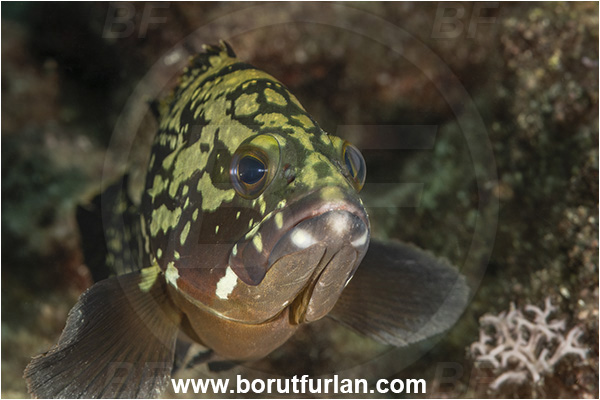 Kas, Turkey, Mediterranean sea, Epinephelus marginatus, Epinephelus, Serranidae, Dusky grouper, Grouper, Fish, Portrait