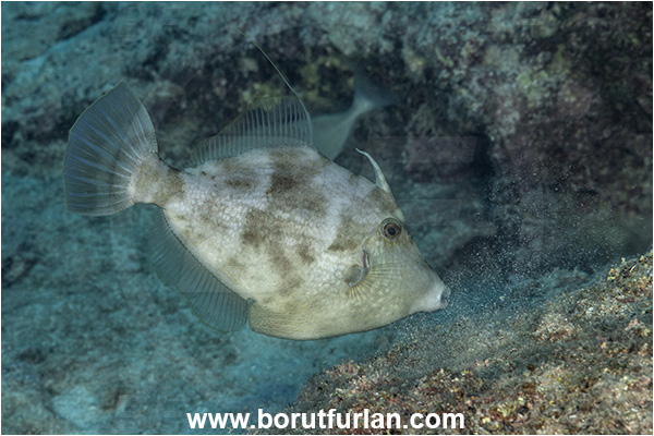 Kas, Turkey, Mediterranean sea, Stephanolepis diaspros, Stephanolepis, Monacanthidae, Reticulated leatherjacket, Reticulated filefish, Filefish, Fish