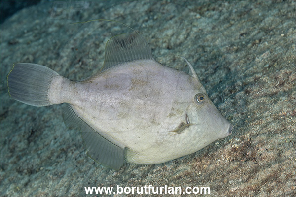 Kas, Turkey, Mediterranean sea, Stephanolepis diaspros, Stephanolepis, Monacanthidae, Reticulated leatherjacket, Reticulated filefish, Filefish, Fish