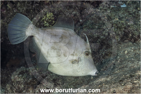 Kas, Turkey, Mediterranean sea, Stephanolepis diaspros, Stephanolepis, Monacanthidae, Reticulated leatherjacket, Reticulated filefish, Filefish, Fish