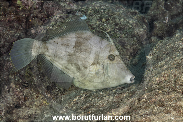 Kas, Turkey, Mediterranean sea, Stephanolepis diaspros, Stephanolepis, Monacanthidae, Reticulated leatherjacket, Reticulated filefish, Filefish, Fish