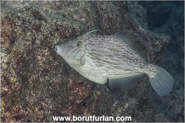 Kas, Turkey, Mediterranean sea, Stephanolepis diaspros, Stephanolepis, Monacanthidae, Reticulated leatherjacket, Reticulated filefish, Filefish, Fish