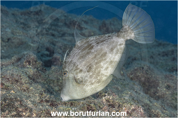 Kas, Turkey, Mediterranean sea, Stephanolepis diaspros, Stephanolepis, Monacanthidae, Reticulated leatherjacket, Reticulated filefish, Filefish, Fish