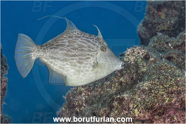 Kas, Turkey, Mediterranean sea, Stephanolepis diaspros, Stephanolepis, Monacanthidae, Reticulated leatherjacket, Reticulated filefish, Filefish, Fish