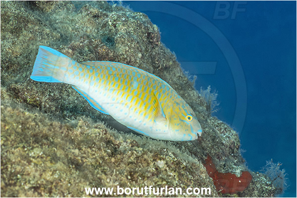 Kas, Turkey, Mediterranean sea, Blue-barred parrotfish, Bluechin parrotfish, Fish, Parrotfish, Scaridae, Scarus, Scarus ghobban
