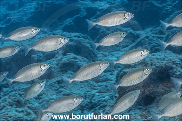 Kas, Turkey, Mediterranean sea, Siganus rivulatus, Siganus, Siganidae, Marbled rabbit fish, Marbled spinefoot, Spinefoot, Rabbit fish, Fish, Fish school