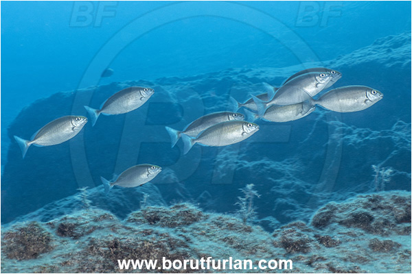 Kas, Turkey, Mediterranean sea, Siganus rivulatus, Siganus, Siganidae, Marbled rabbit fish, Marbled spinefoot, Spinefoot, Rabbit fish, Fish, Fish school