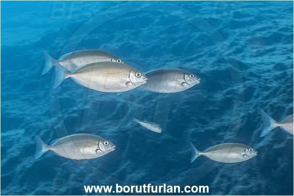 Kas, Turkey, Mediterranean sea, Siganus rivulatus, Siganus, Siganidae, Marbled rabbit fish, Marbled spinefoot, Spinefoot, Rabbit fish, Fish, Fish school