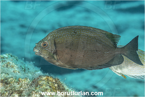 Kas, Turkey, Mediterranean sea, Siganus luridus, Siganus, Siganidae, Dusky spinefoot, Spinefoot, Dusky rabbit fish, Rabbit fish, Fish