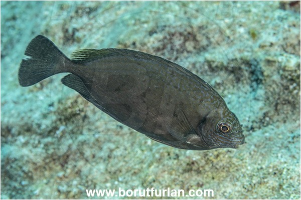 Kas, Turkey, Mediterranean sea, Siganus luridus, Siganus, Siganidae, Dusky spinefoot, Spinefoot, Dusky rabbit fish, Rabbit fish, Fish