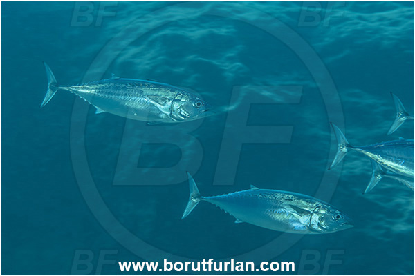 Kas, Turkey, Mediterranean sea, Euthynnus alletteratus, Euthynnus, Scombridae, Little tunny, Fish