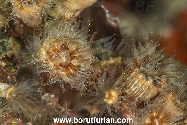 Kas, Turkey, Mediterranean sea, Polycyathus muellerae, Polycyathus, Caryophylliidae, Brown cup coral, Coral, Anthozoa, Cnidaria, Cnidarian