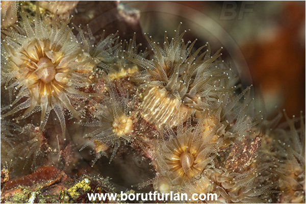 Kas, Turkey, Mediterranean sea, Polycyathus muellerae, Polycyathus, Caryophylliidae, Brown cup coral, Coral, Anthozoa, Cnidaria, Cnidarian