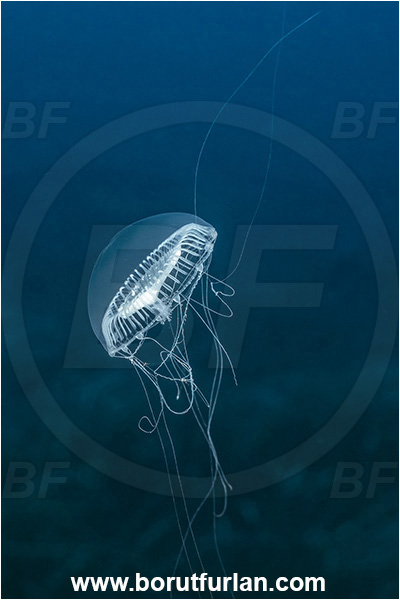 Kas, Turkey, Mediterranean sea, Aequorea forskalea, Aequorea, Aequoreidae, Hydrozoa, Cnidaria, Cnidarian, Many-ribbed jellyfish, Jellyfish