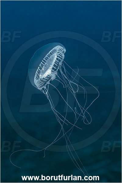 Kas, Turkey, Mediterranean sea, Aequorea forskalea, Aequorea, Aequoreidae, Hydrozoa, Cnidaria, Cnidarian, Many-ribbed jellyfish, Jellyfish