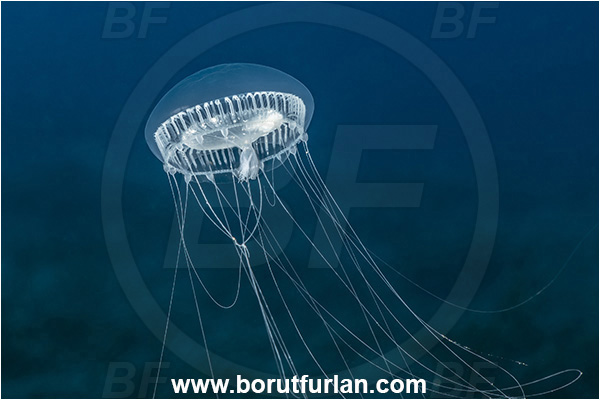 Kas, Turkey, Mediterranean sea, Aequorea forskalea, Aequorea, Aequoreidae, Hydrozoa, Cnidaria, Cnidarian, Many-ribbed jellyfish, Jellyfish