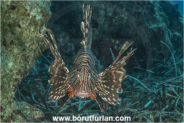Kas, Turkey, Mediterranean sea, Pterois miles, Pterois, Scorpaenidae, Devil Firefish, Lionfish, Fish
