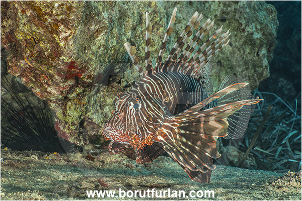 Kas, Turkey, Mediterranean sea, Pterois miles, Pterois, Scorpaenidae, Devil Firefish, Lionfish, Fish