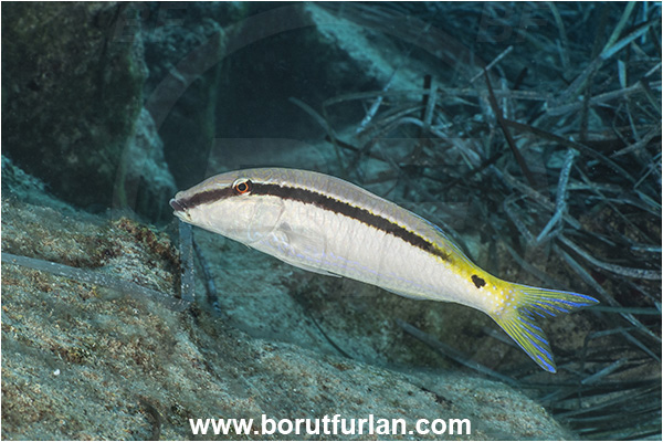 Kas, Turkey, Mediterranean sea, Parupeneus forsskali, Parupeneus, Mullidae, Red Sea goatfish, Goatfish, Fish