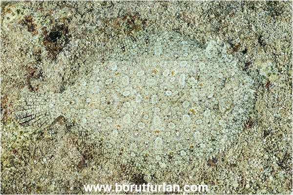 Kas, Turkey, Mediterranean sea, Arnoglossus thori, Arnoglossus, Bothidae, Thor