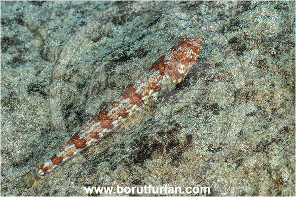 Kas, Turkey, Mediterranean sea, Synodus synodus, Synodus, Synodontidae, Red lizardfish, Lizardfish, Fish