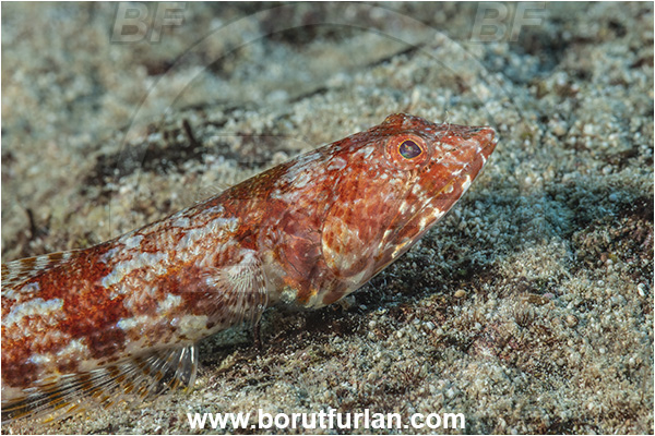 Kas, Turkey, Mediterranean sea, Synodus synodus, Synodus, Synodontidae, Red lizardfish, Lizardfish, Fish, Portrait