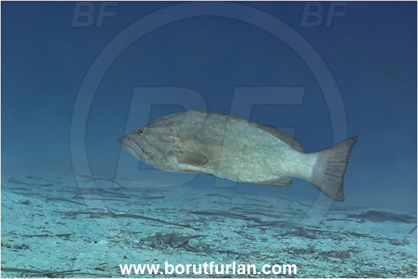 Kas, Turkey, Mediterranean sea, Mycteroperca rubra, Mycteroperca, Serranidae, Mottled grouper, Grouper, Fish