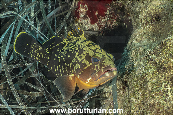 Kas, Turkey, Mediterranean sea, Epinephelus marginatus, Epinephelus, Serranidae, Dusky grouper, Grouper, Fish