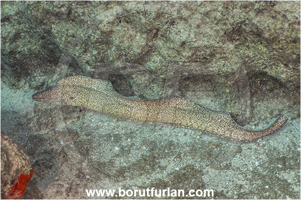Kas, Turkey, Mediterranean sea, Muraenidae, Moray, Fish, Unidentified