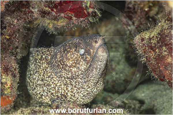 Kas, Turkey, Mediterranean sea, Muraenidae, Moray, Fish, Unidentified, Portrait