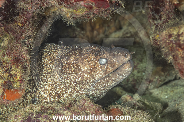 Kas, Turkey, Mediterranean sea, Muraenidae, Moray, Fish, Unidentified, Portrait