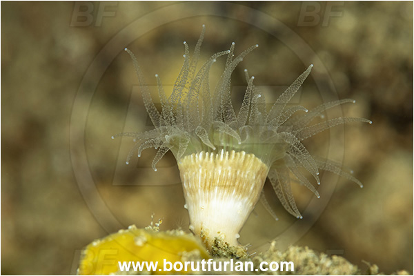 Kas, Turkey, Mediterranean sea, Balanophyllia (Balanophyllia) europaea, Balanophyllia (Balanophyllia), Dendrophylliidae, Pig-tooth coral, Scarlet coral, Coral, Anthozoa, Cnidaria, Cnidarian