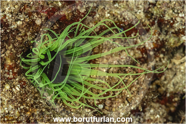 Kas, Turkey, Mediterranean sea, Cerianthus lloydii, Cerianthus, Cerianthidae, Tube anemone, Anemone, Anthozoa, Cnidaria, Cnidarian