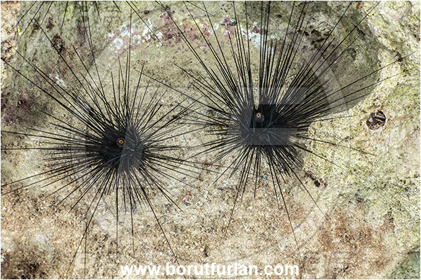 Kas, Turkey, Mediterranean sea, Diadema setosum, Diadema, Diadematidae, Echinodermata, Echinoderm, Long-spined sea urchin, Common long-spined urchin, Sea Urchin