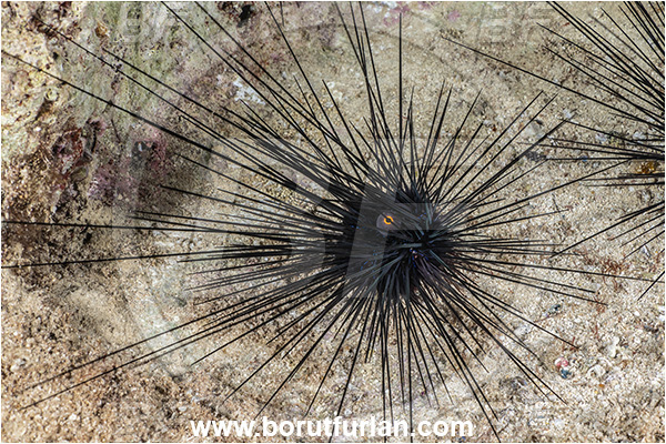 Kas, Turkey, Mediterranean sea, Diadema setosum, Diadema, Diadematidae, Echinodermata, Echinoderm, Long-spined sea urchin, Common long-spined urchin, Sea Urchin