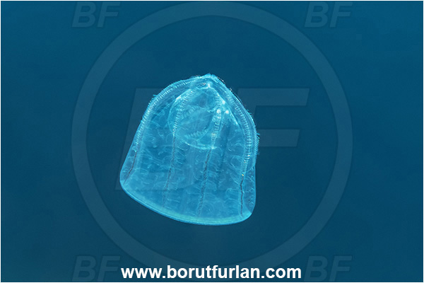Kas, Turkey, Mediterranean sea, Beroe cucumis, Beroe, Beroidae, Ctenophora, Comb Jelly, Plankton