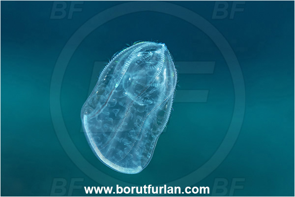 Kas, Turkey, Mediterranean sea, Beroe cucumis, Beroe, Beroidae, Ctenophora, Comb Jelly, Plankton
