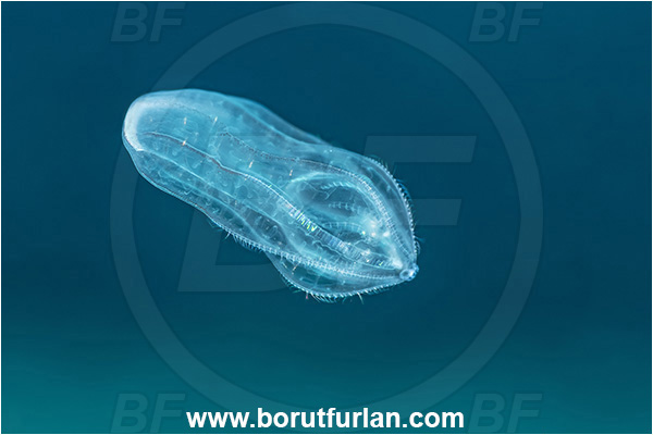 Kas, Turkey, Mediterranean sea, Beroe cucumis, Beroe, Beroidae, Ctenophora, Comb Jelly, Plankton