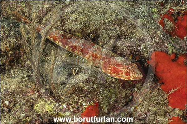 Kas, Turkey, Mediterranean sea, Synodus synodus, Synodus, Synodontidae, Red lizardfish, Lizardfish, Fish